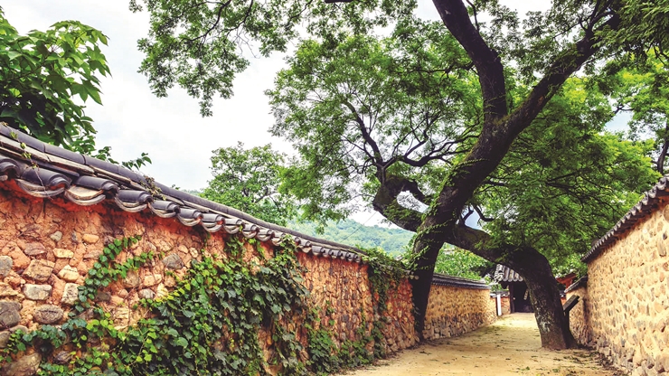 15-3 남사예담촌 부부 회화나무